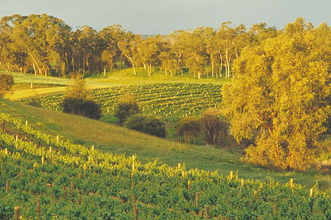Swan Valley Private Tour - Accommodation Sydney 2