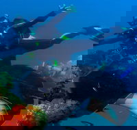 Scuba Dive the S.S. Yongala Wreck on the Great Barrier Reef. - Sydney 4u