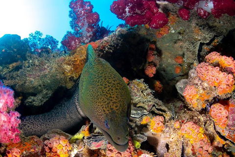 Scuba Dive The S.S. Yongala Wreck On The Great Barrier Reef. - Sydney 4u 1