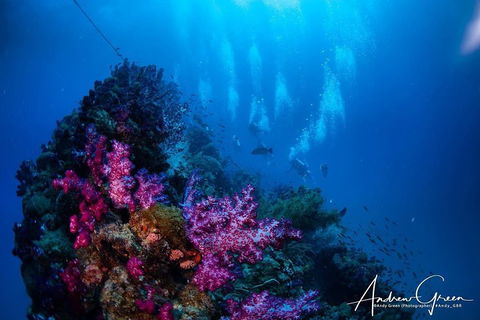 Scuba Dive The S.S. Yongala Wreck On The Great Barrier Reef. - Sydney 4u 2