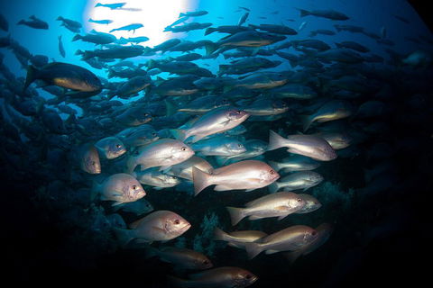 Scuba Dive The S.S. Yongala Wreck On The Great Barrier Reef. - Sydney 4u 4