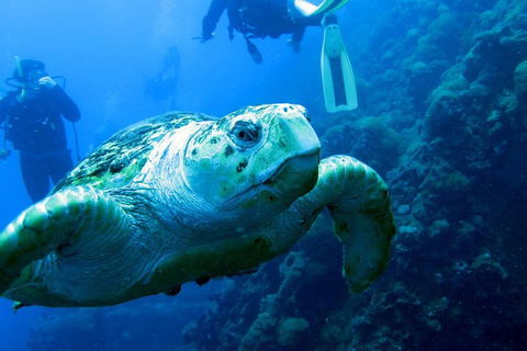 Scuba Dive The S.S. Yongala Wreck On The Great Barrier Reef. - Sydney 4u 5
